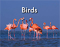 link to book Birds